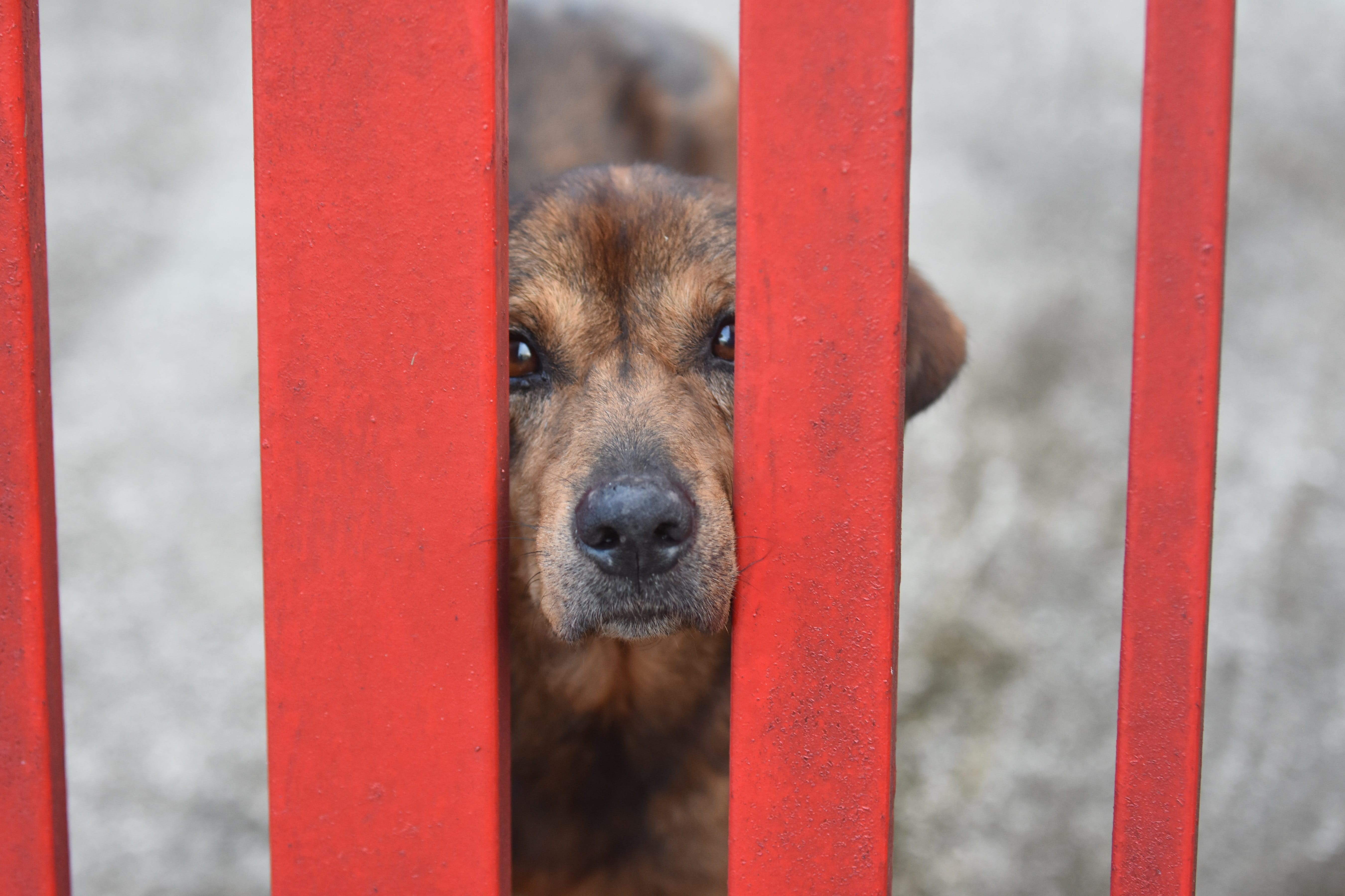 A photograph of a brown dog looking through the gaps of a fence